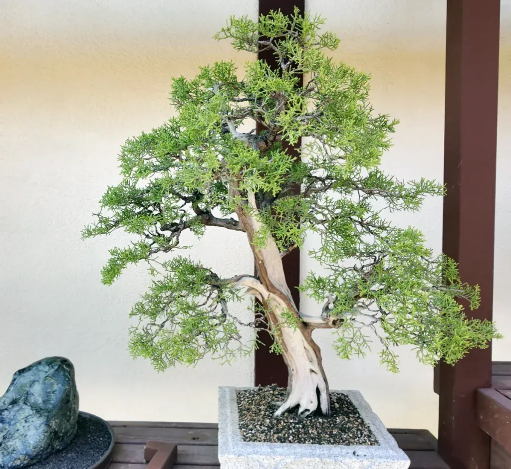 bonzai tree 150 years old