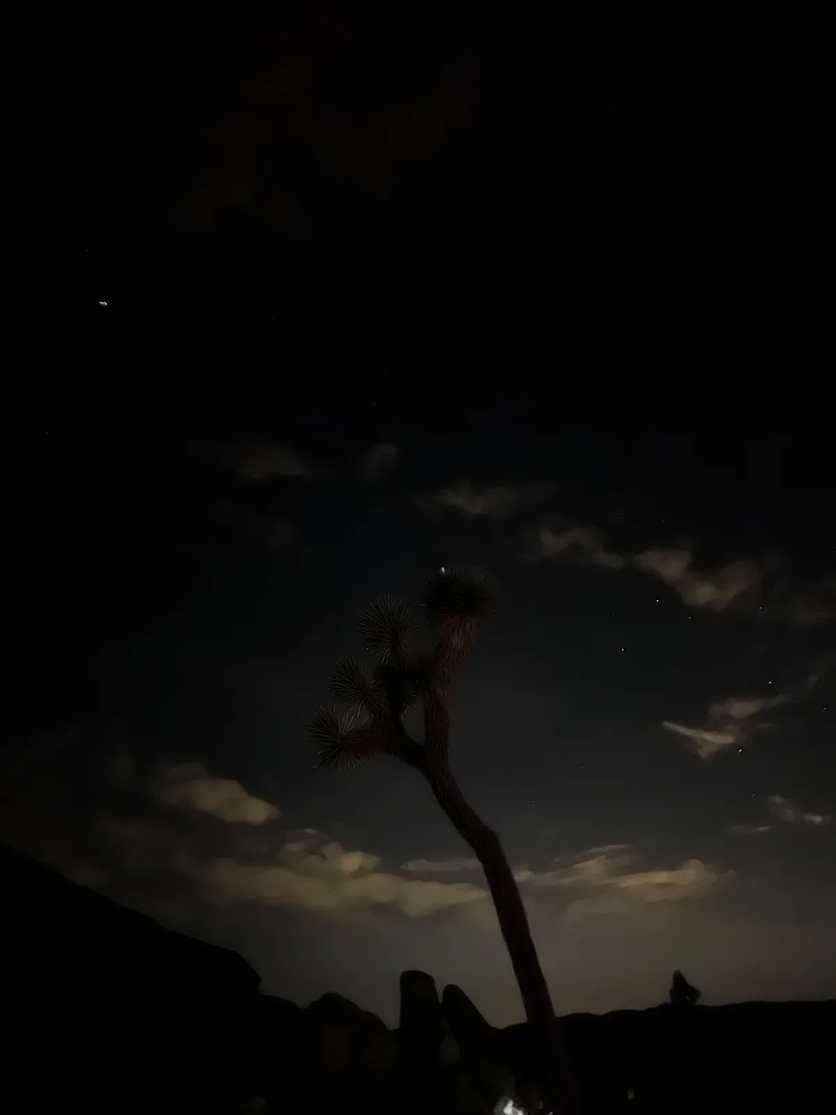 Silhouetted Joshua tree under a cloudy night sky with faint stars