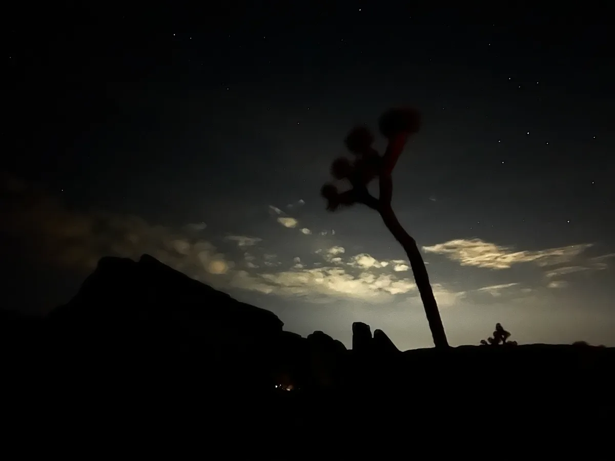 Joshua tree and rock formations silhouetted against a starry night sky